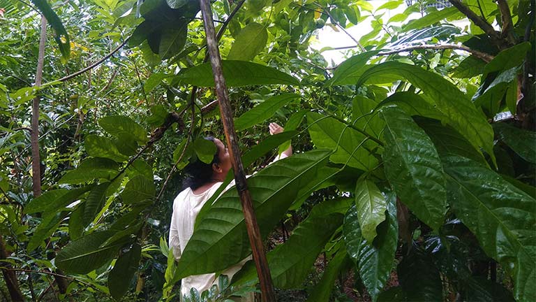 miyawaki fruit forest in one year