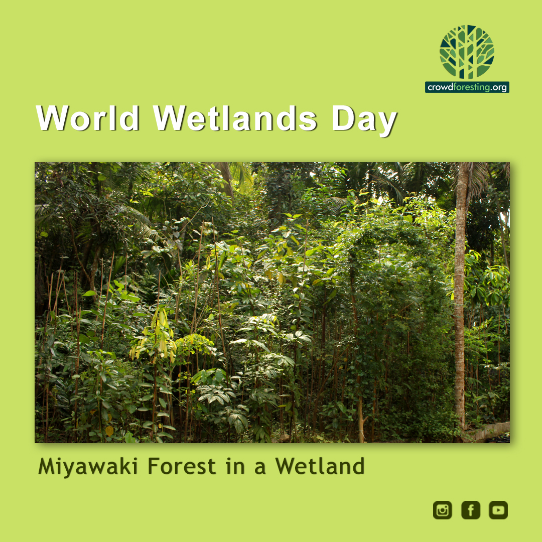 World Wetlands Day 2022. Miyawaki Forest in a Wetland.