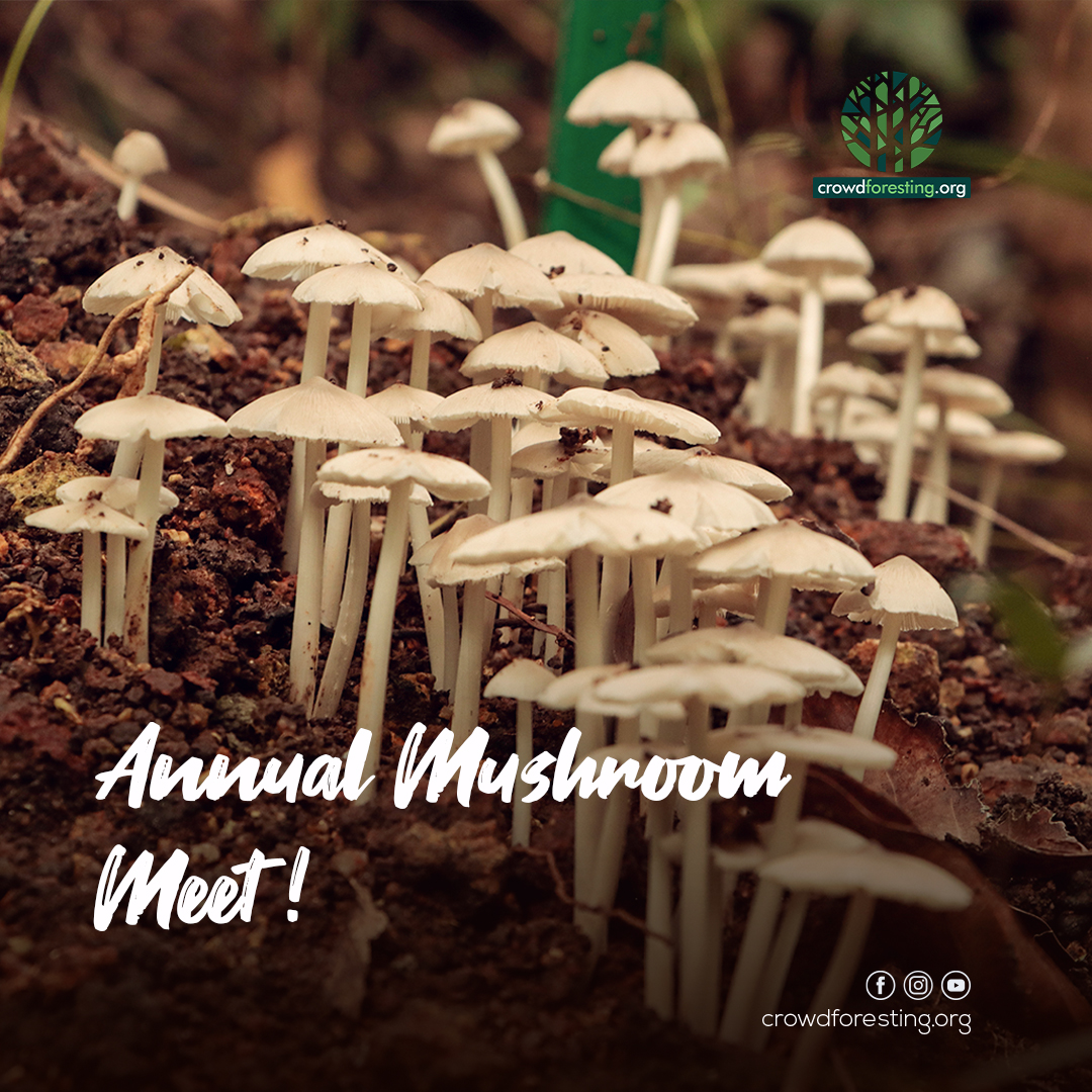 Mushrooms appearing annually since 2017 in M. R. Hari's Puliyarakonam plot