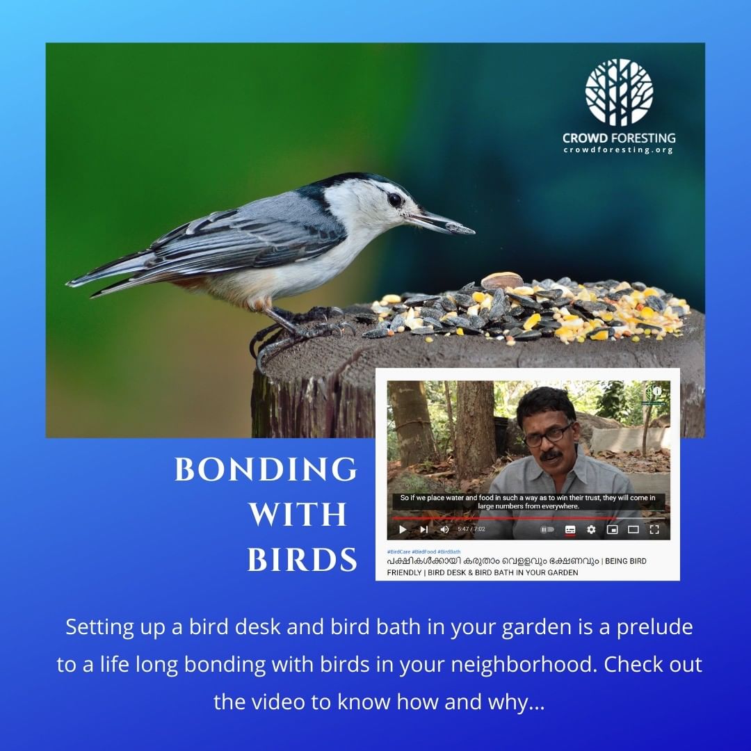 Bird care, bird desk, bird bath and more