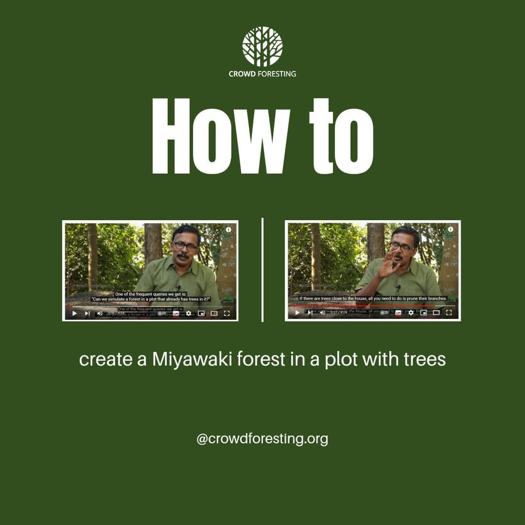 Creating a Miyawaki Forest in a Plot with Trees
