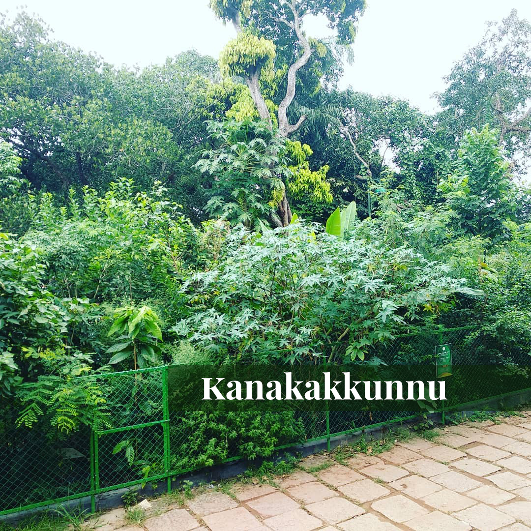 Miyawaki forest at Kanakakkunnu