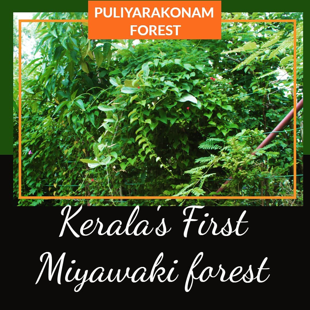 Kerala's First Miyawaki Forest