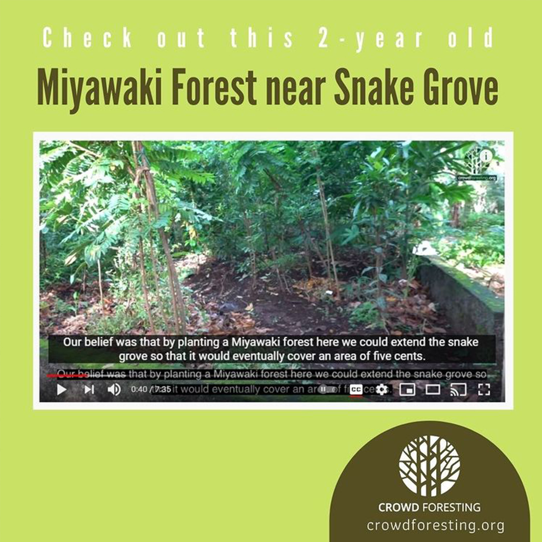 Miyawaki Forest near Snake Grove After 2 Years