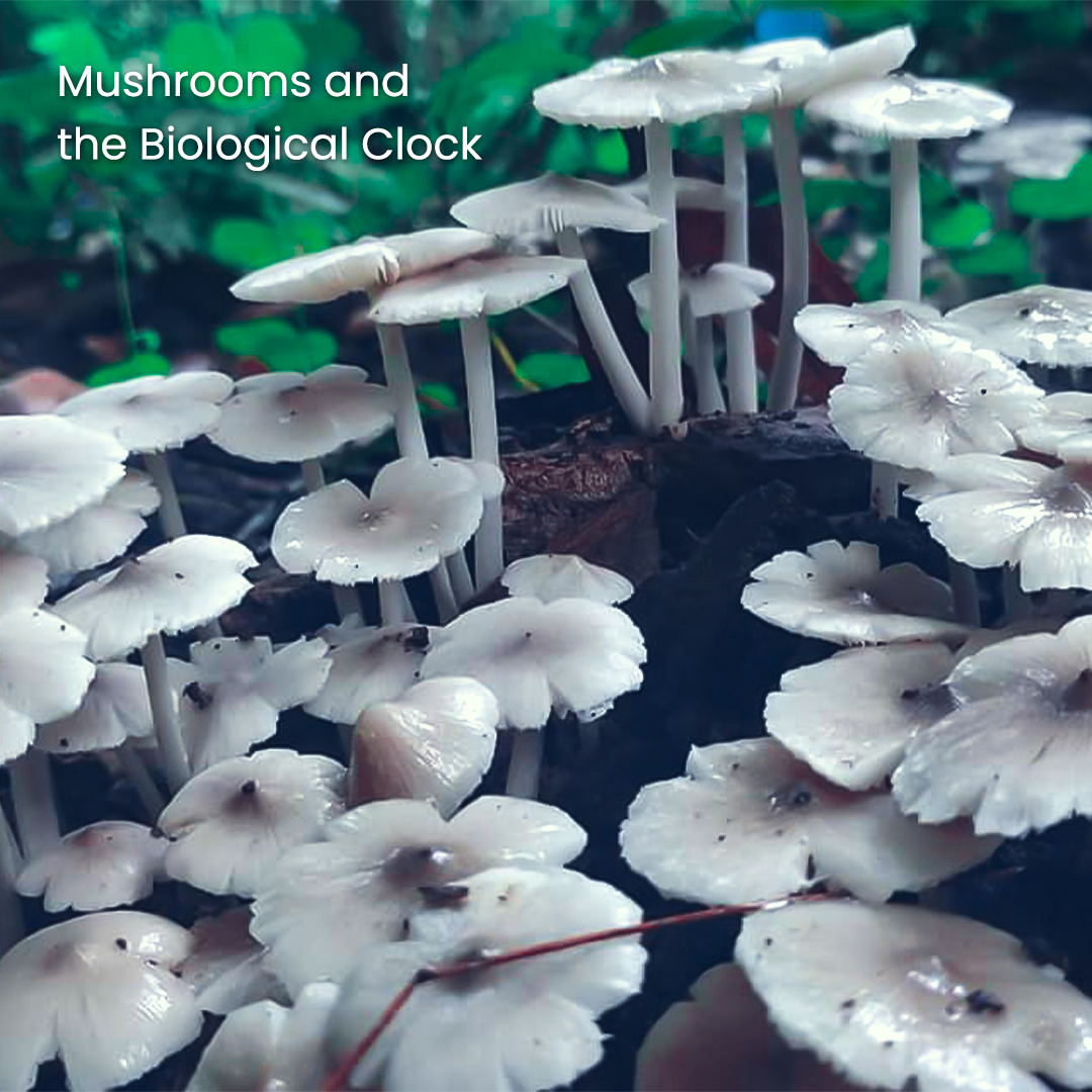 Mushrooms at Puliyarakonam
