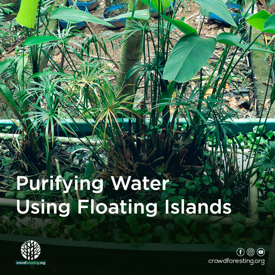Purifying Water Using Water plants